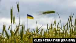 Уряд Словаччини заборонив імпорт пшениці, кукурудзи, насіння ріпаку та соняшнику з України