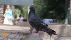 Окууга өтүүгө канча акча бердиңиз?