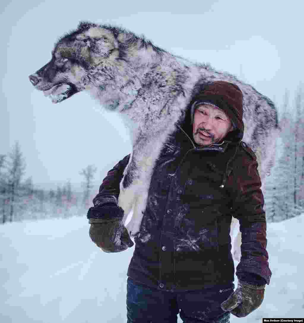 Когда российский фотограф Максим Авдеев выложил фотографию сибирского водителя грузовика с замерзшим волком на плече в свой инстаграм, Максима засыпали вопросами, почему убили волка. Как объяснил фотограф, якутские власти дают примерно по $500 за каждого убитого волка, потому что они опасны для оленеводов, живущих в тайге. Для района, в котором с трудом удается найти деньги для инвестирования в инфраструктуру, это достаточно большая сумма. "В Якутии столько места – здесь можно хранить все, что угодно под снегом, нужно лишь оставить GPS-маячок или запомнить дерево, - рассказывает фотограф. Водители зарыли убитого волка в снегу, а возвращаясь через несколько дней подобрали по дороге.