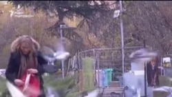 მტრედების ქალი